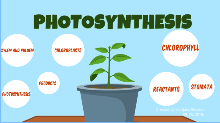 photosynthesis infographics by Adrijana Stevens on Prezi