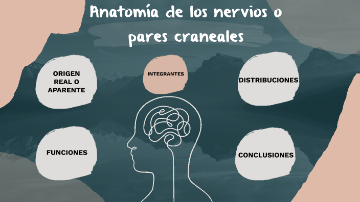 Anatomía de los nervios o pares craneales: by ESTEFANY LIZ MARTINEZ ...