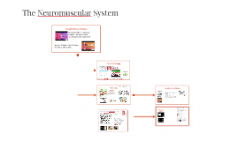 The Neuromuscular System