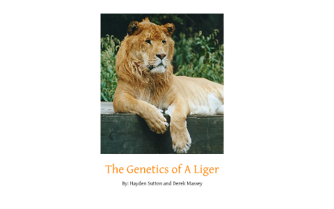 Liger: The future of Genetics by Derek Massey on Prezi