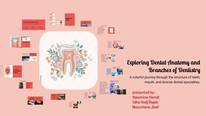 Exploring Dental Anatomy and Branches of Dentistry by yassmine hamdi on ...
