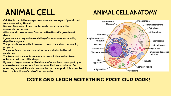 ANIMAL CELL by Klarisse Cabrera on Prezi