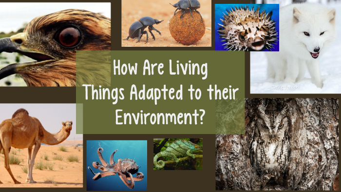 4th-grade-how-are-living-things-adapted-to-their-environment-by