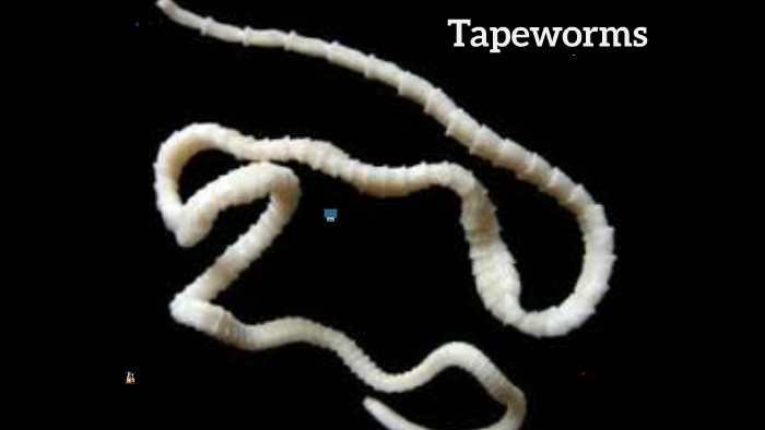 Tapeworms live in human intestines where they feed on the pa by rebecca ...