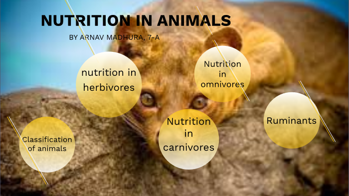 case study for nutrition in animals