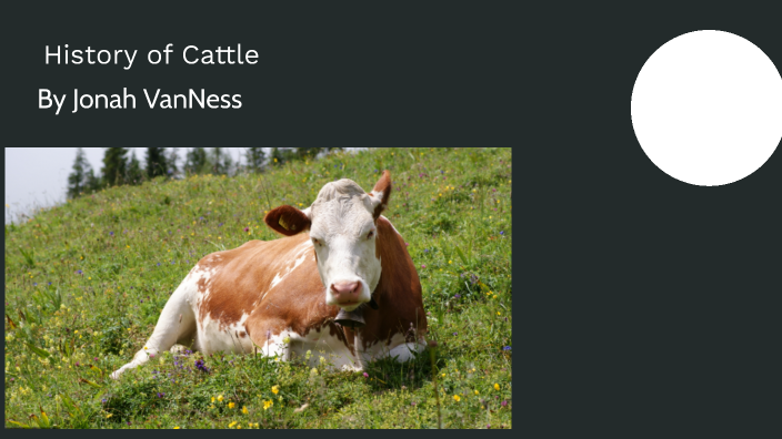 History of Cattle by Jonah VanNess on Prezi