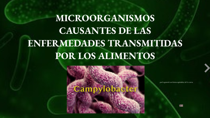 MICROORGANISMOS CAUSANTES DE LAS ENFERMEDADES TRANSMITIDAS POR LOS ...