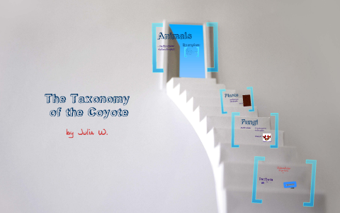 Coyote Taxonomy by Julia Woodward on Prezi
