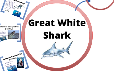 Zoology: Great White Shark by Nicole Sylvester on Prezi