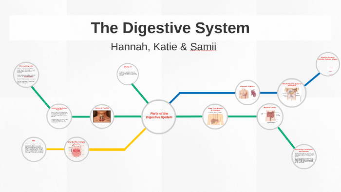 The Digestive System by Hannah Rose on Prezi