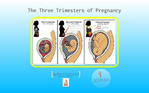 Facts and Tips on your Third Trimester of Pregnancy – Tribobot x Mom Nessly