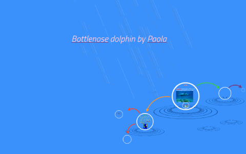 Bottlenose dolphin by holly arnold on Prezi