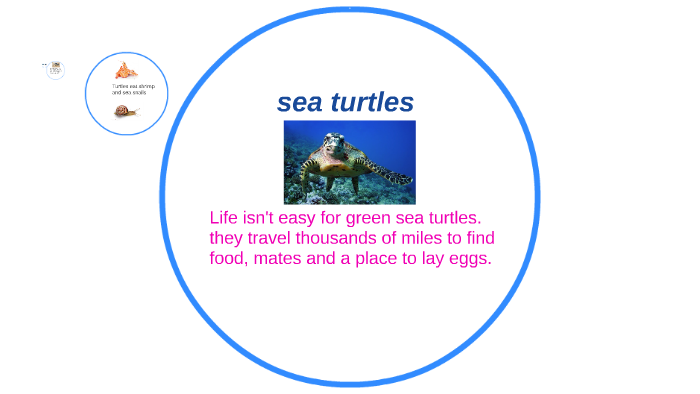 sea turtles by olivia antelope on Prezi
