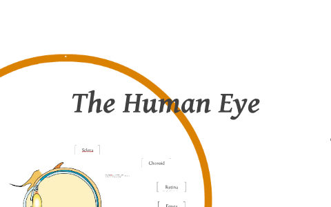 A Lesson on the Human Eye by Shawn Tay on Prezi