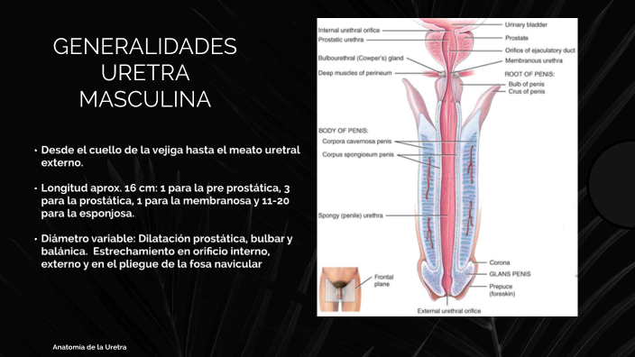 Anatomía De La Uretra By Fharid Lobatos On Prezi 4175