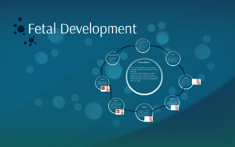 Fetal Development by Morgan Emery on Prezi