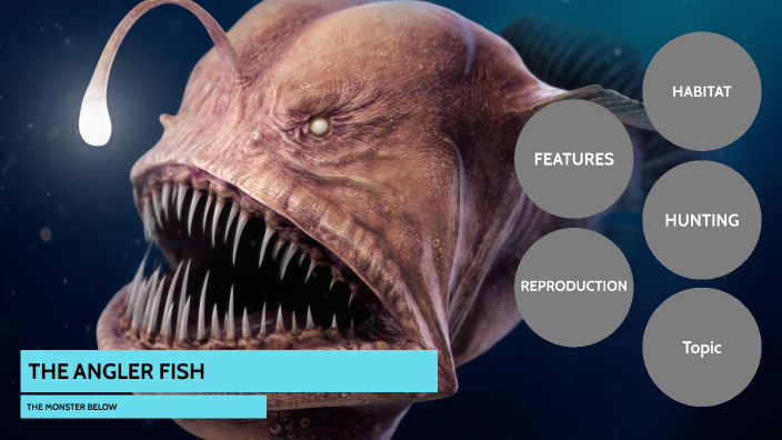 THE ANGLER FISH by Alexander Skelley on Prezi