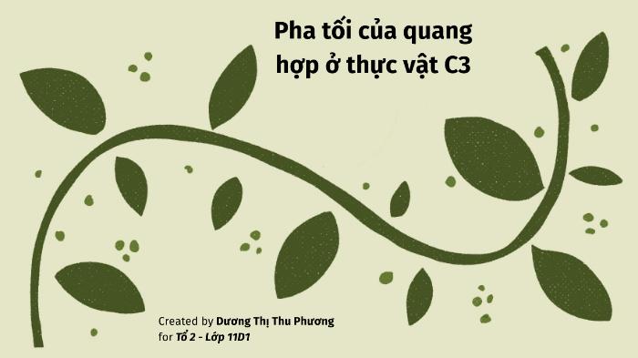 Pha Tối Là Gì? Khám Phá Chu Trình Calvin và Vai Trò Trong Quang Hợp