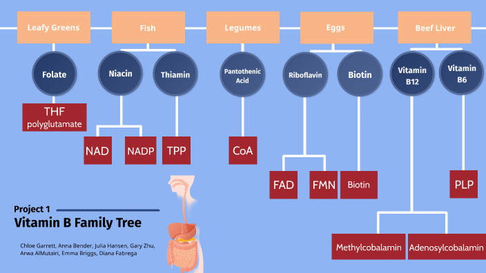 Vitamin B Family Tree - Group 1 By Chloe Garrett On Prezi