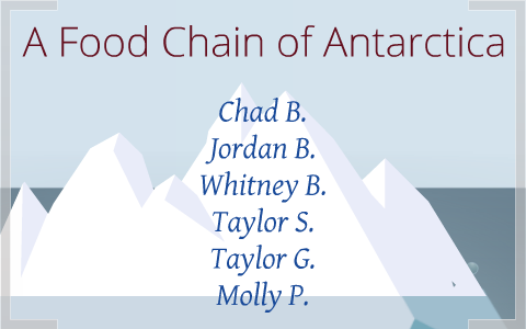 A food chain of Antarctica by chad bailey on Prezi
