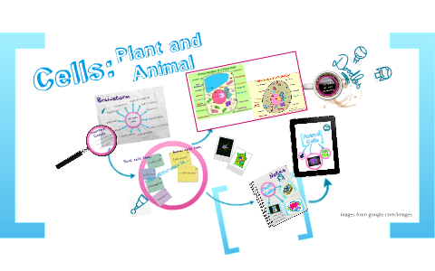 Plant and Animal Cells for 5th Grade Science by Daryl Gail ...