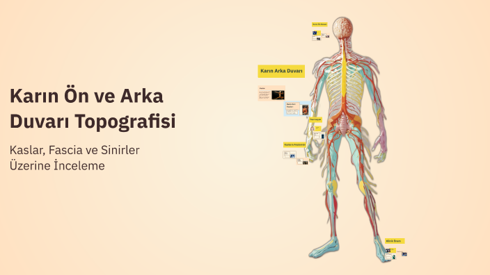 Karın Ön ve Arka Duvarı Topografisi by Semanur Keçili on Prezi