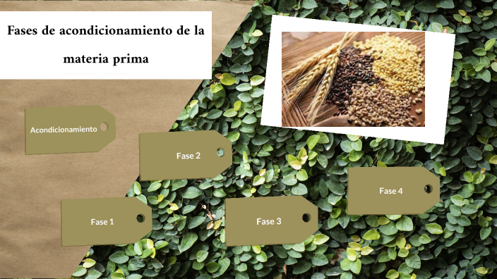 Fases de acondicionamiento de la materia prima by Abril Mora Chavez on