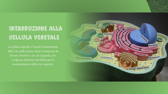 la cellula vegetale by Malak Essaadi on Prezi