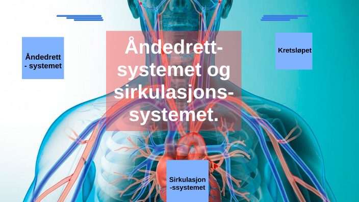 Åndedrettsystemet og sirkulasjonssystemet. by sofie.schumann03@hotmail ...