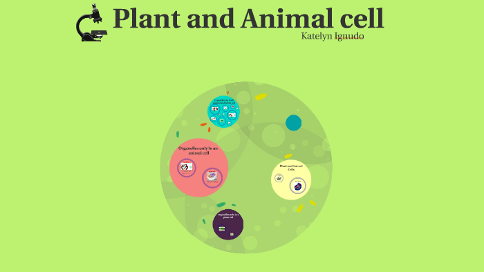 Plant and Animal cell by Katelyn Ignudo on Prezi