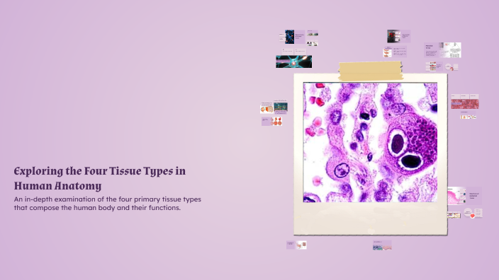 Exploring the Four Tissue Types in Human Anatomy by Olga Mikhaliantc on ...