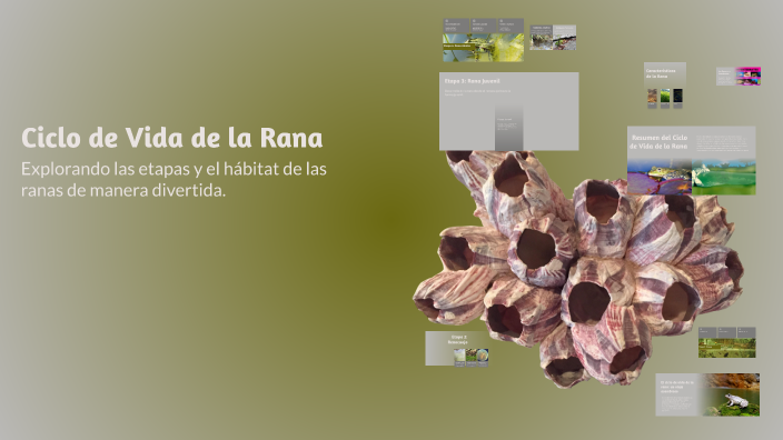 Rezi Rana Ciclo de Vida de la Rana by Nicol Uyevic on Prezi