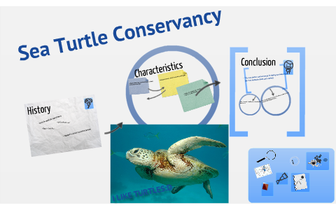 Sea Turtle Conservancy by Jesse Leal on Prezi