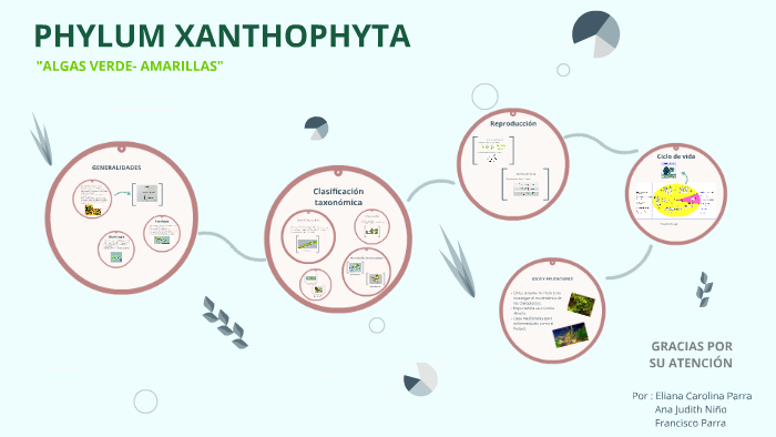 assignment of xanthophyta