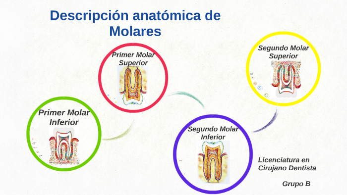 Descripcion Anatomica De Molares By Mayra Diaz On Prezi Next