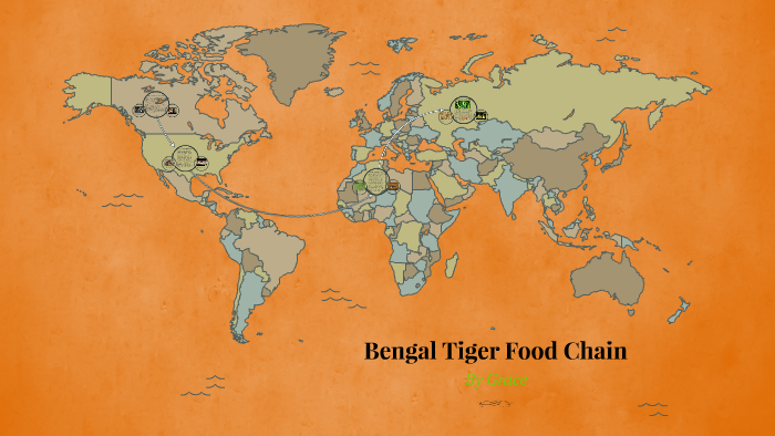 Bengal Tiger Food Chain by Gracie C