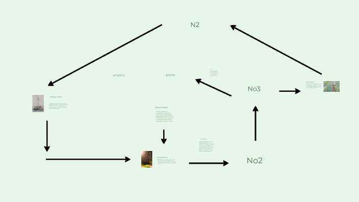 Understanding the Nitrogen Cycle by Jenna deChamplain on Prezi