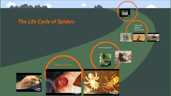 The Life Cycle Of Spiders By David Winger