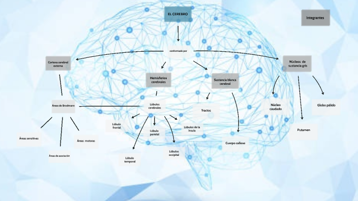 Cerebro_Mapa Conceptual by Andrea Cantillo on Prezi