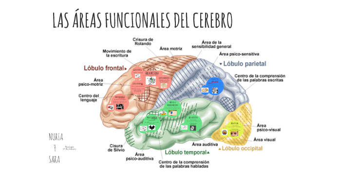 LAS ÁREAS FUNCIONALES DEL CEREBRO by Sara García de Castro on Prezi