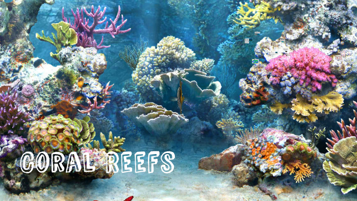 Coral Reef Biome Project by Ream Jabr on Prezi