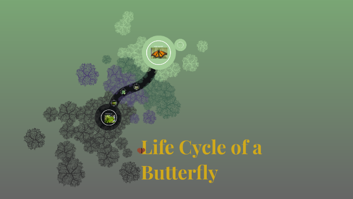 Life Cycle of a Butterfly by Kelly D'Alessandro