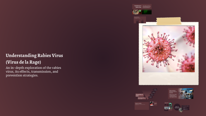 Rabies Rage Understanding Rabies Virus (Virus de la Rage) by sara sidra on Prezi