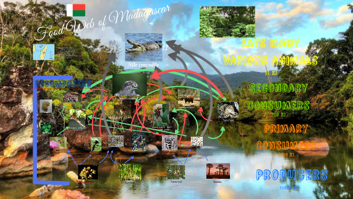 Food Web of Madagascar by Becca Pennington on Prezi