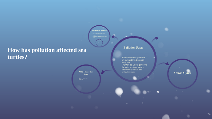 How has pollution affected sea turtles? by Jay Nink on Prezi