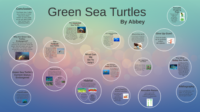 Green Sea Turtles by Abbey Inglis on Prezi