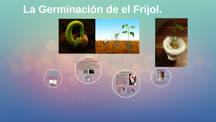 La Germinacion de el Frijol by Cesia Martinez on Prezi