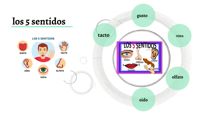 los 5 sentidos by Paola Aleman on Prezi