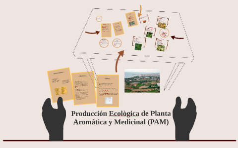 Produccion Ecologica De Planta Aromatica Y Medicinal Pam By