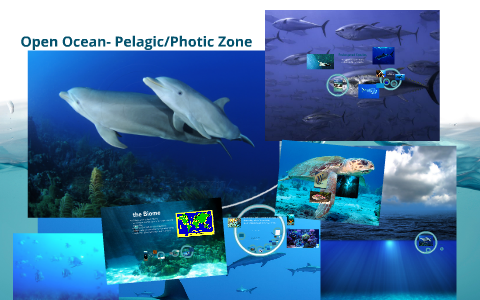 Open Ocean- Pelagic/Photic Zone by Patricia Lin